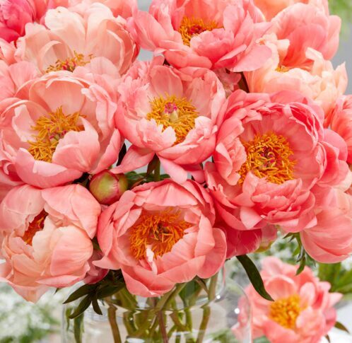 Peonija 'Coral Charm'